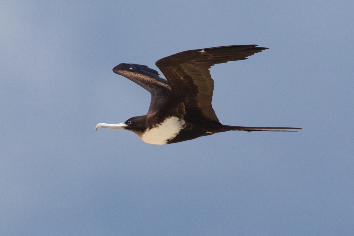 Great Frigatebird - ML642140698