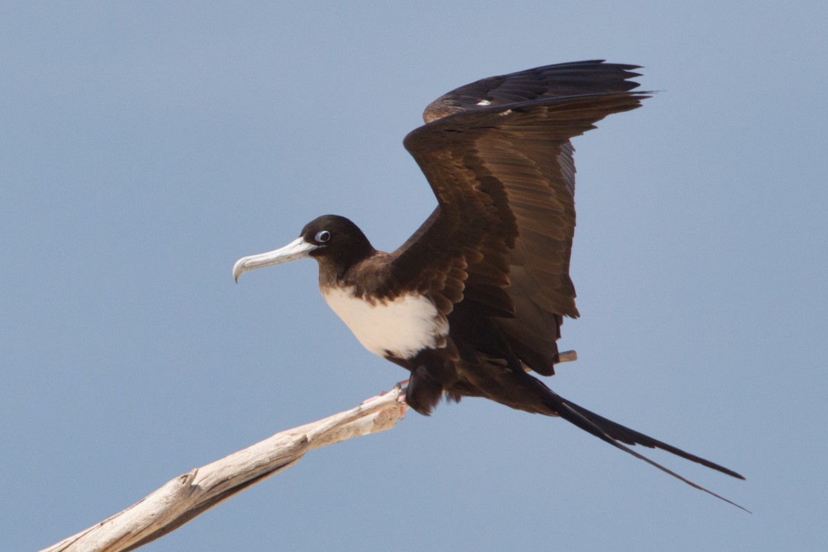 Great Frigatebird - ML642140699