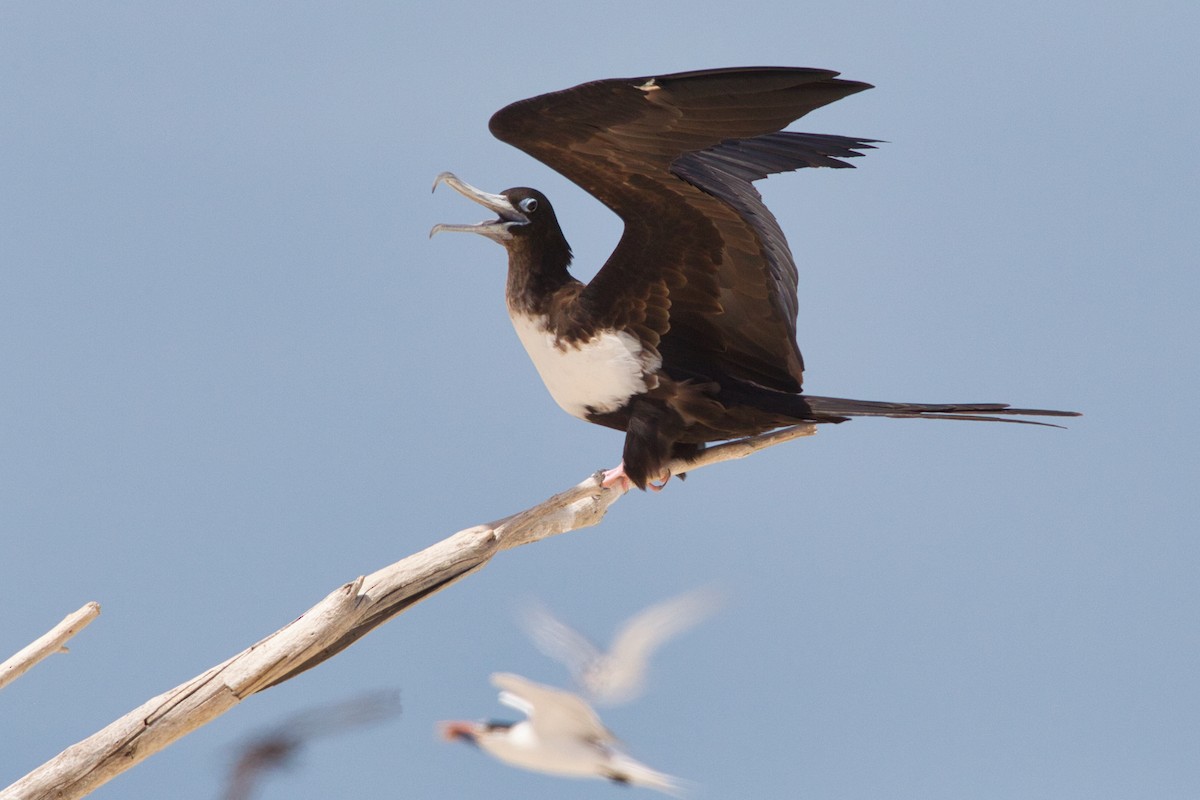 Great Frigatebird - ML642140700