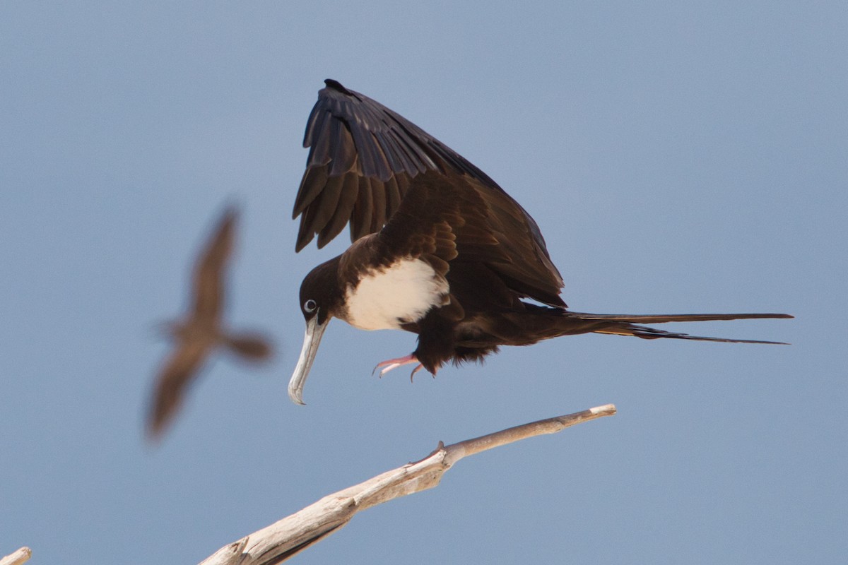 Great Frigatebird - ML642140701