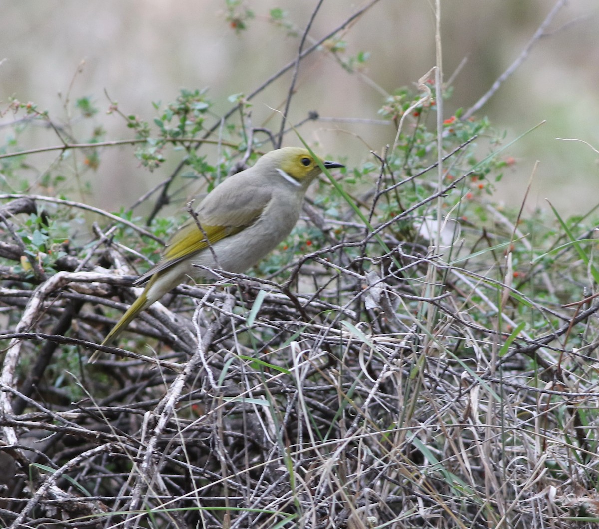 White-plumed Honeyeater - ML642140702