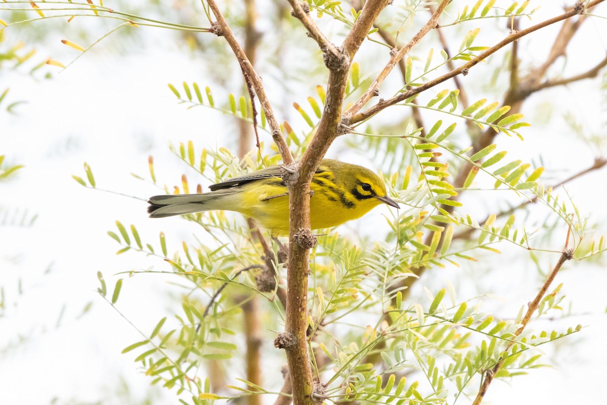 Prairie Warbler - ML642140709