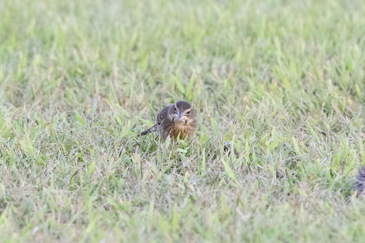 Dickcissel - ML642140712