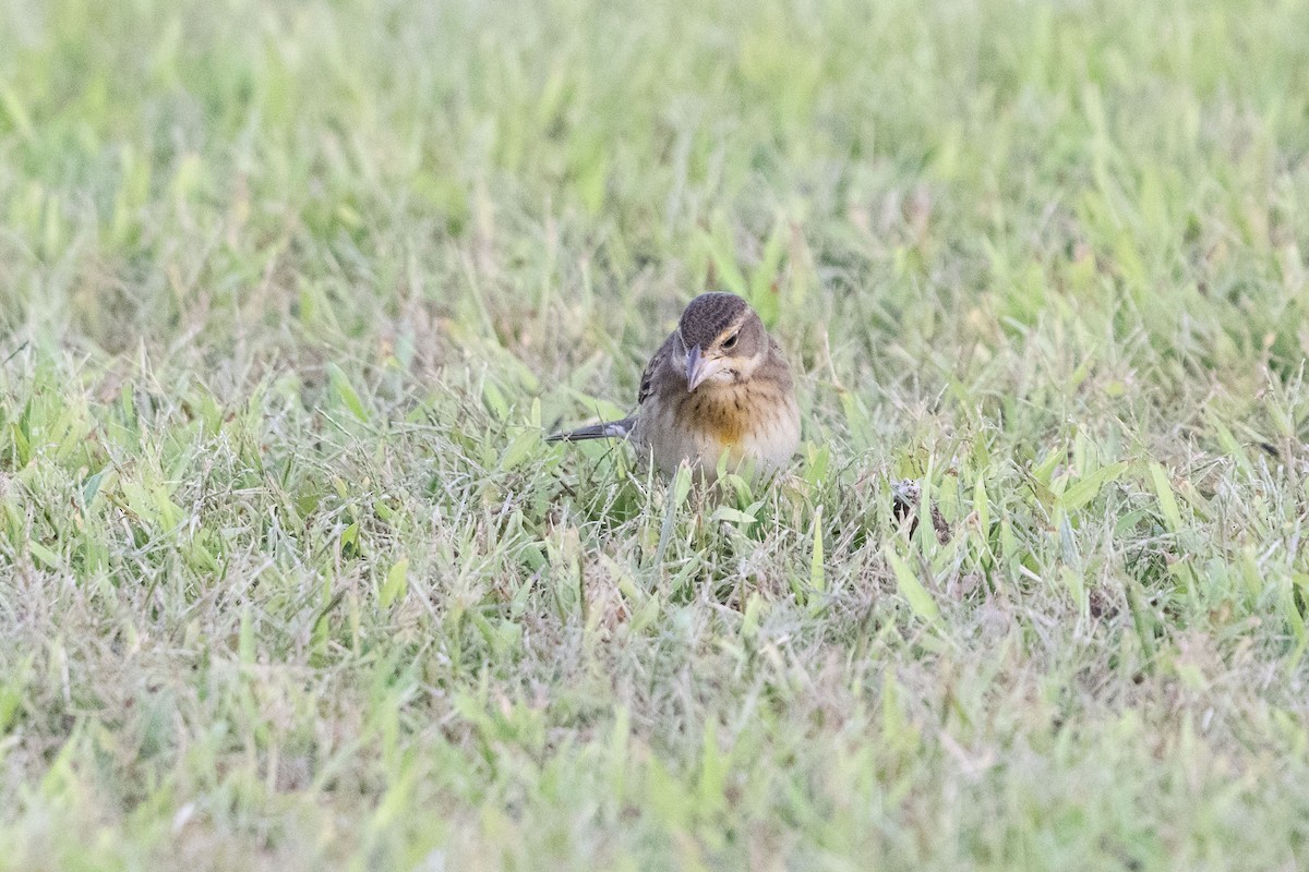 Dickcissel - ML642140713