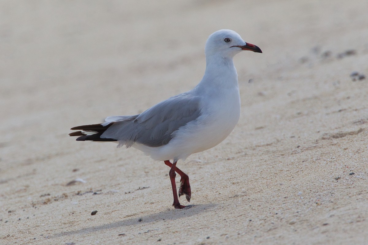 Silver Gull (Silver) - ML642140716