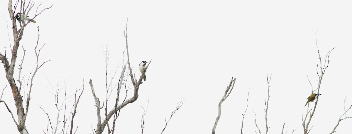 Blue-faced Honeyeater - ML642140718