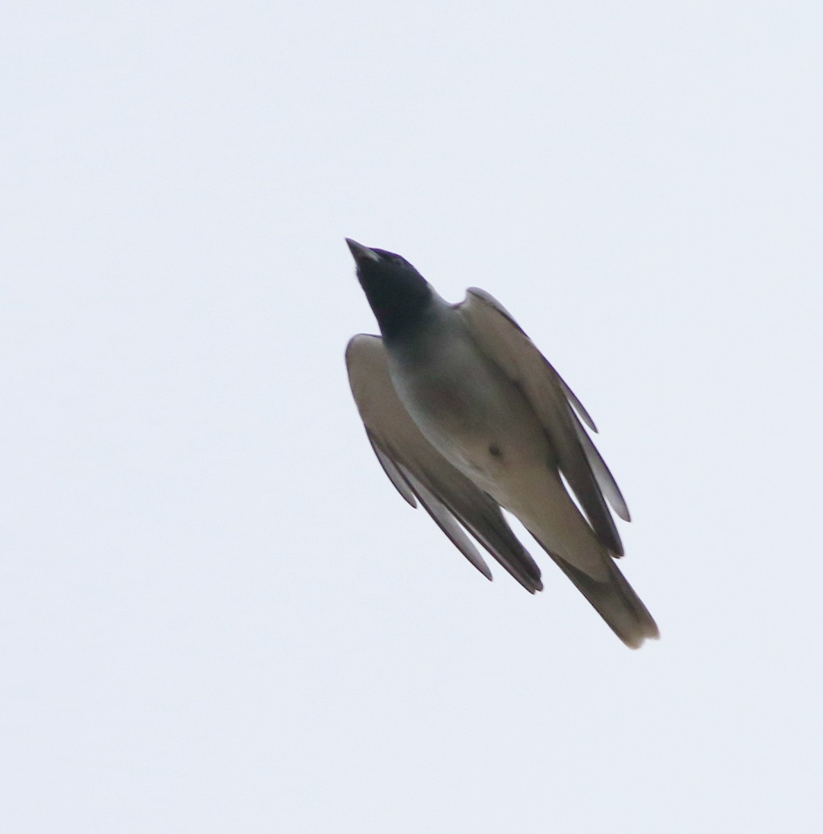 Black-faced Cuckooshrike - ML642140727