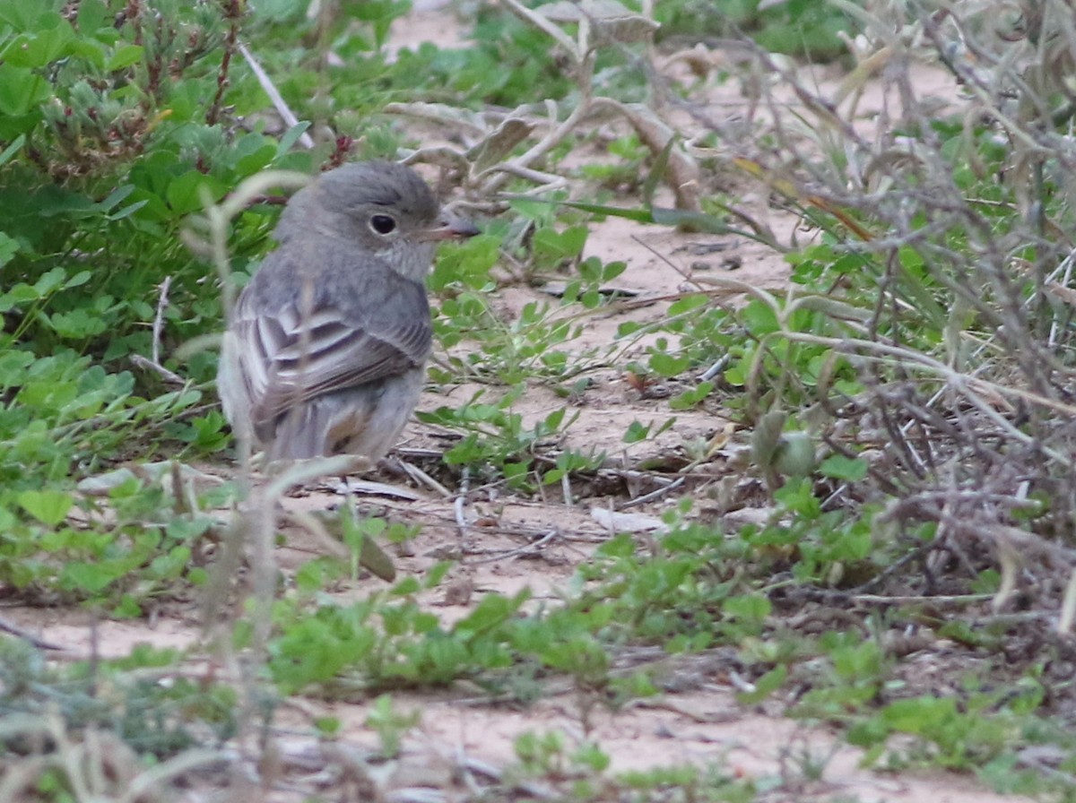 Rufous Whistler - ML642140730