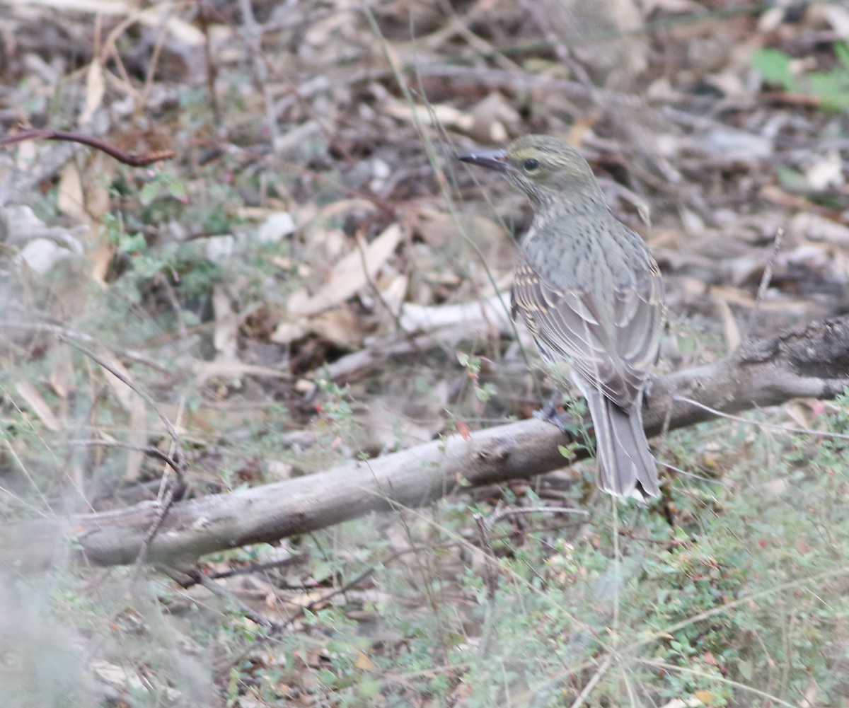Olive-backed Oriole - ML642140735