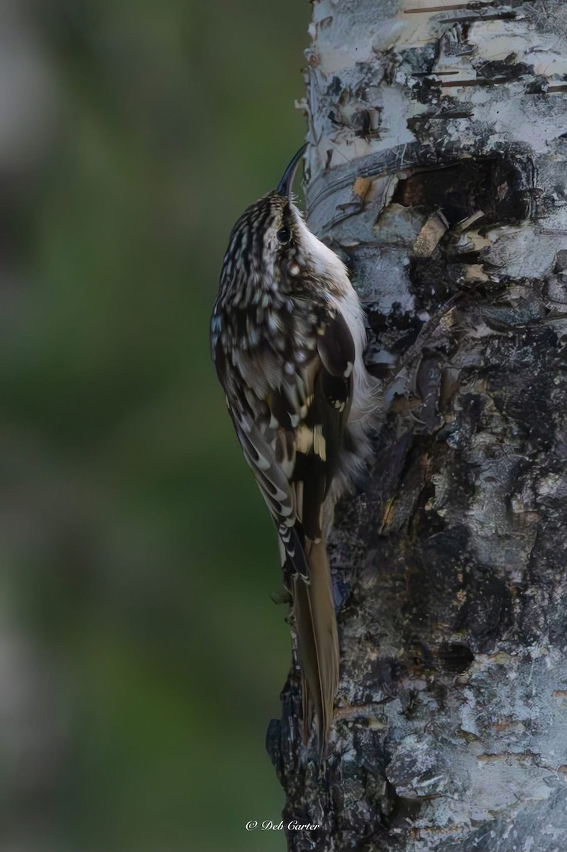 Brown Creeper - ML642140736