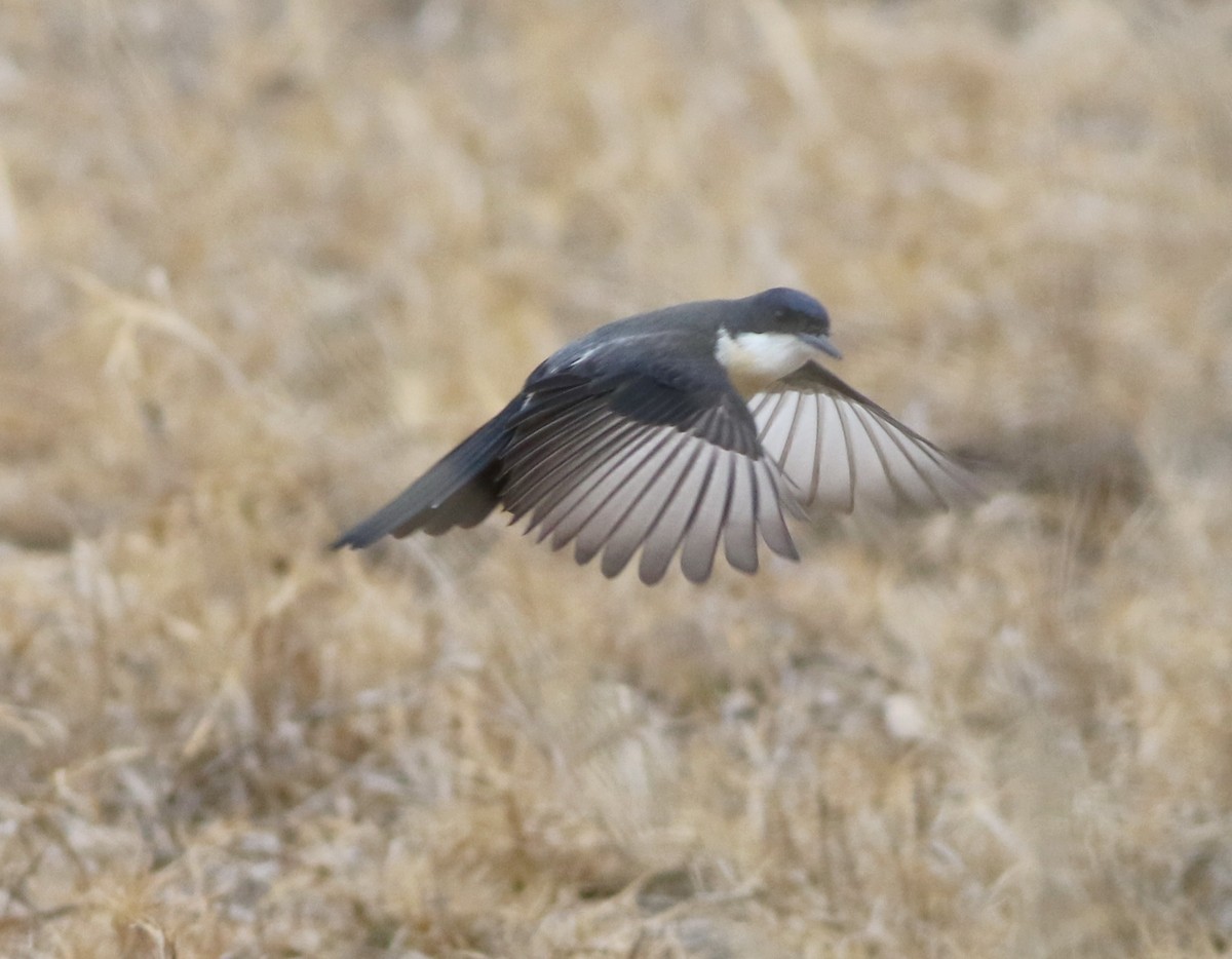 Restless Flycatcher - ML642140738