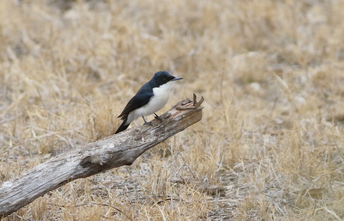 Restless Flycatcher - ML642140739