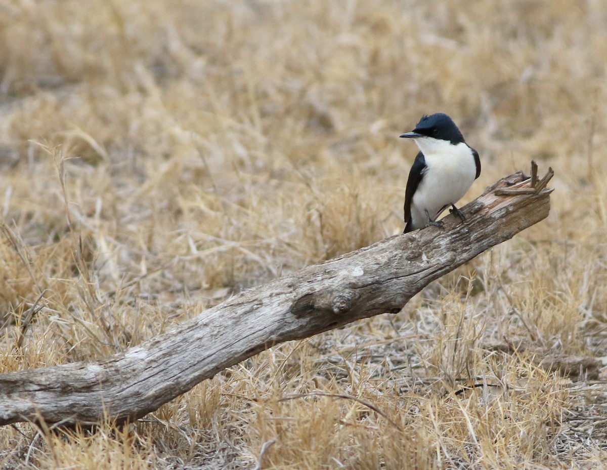 Restless Flycatcher - ML642140740