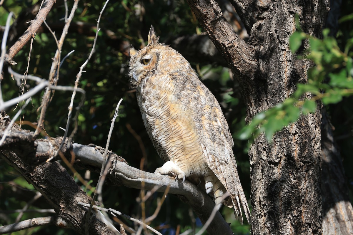Great Horned Owl - ML642140743