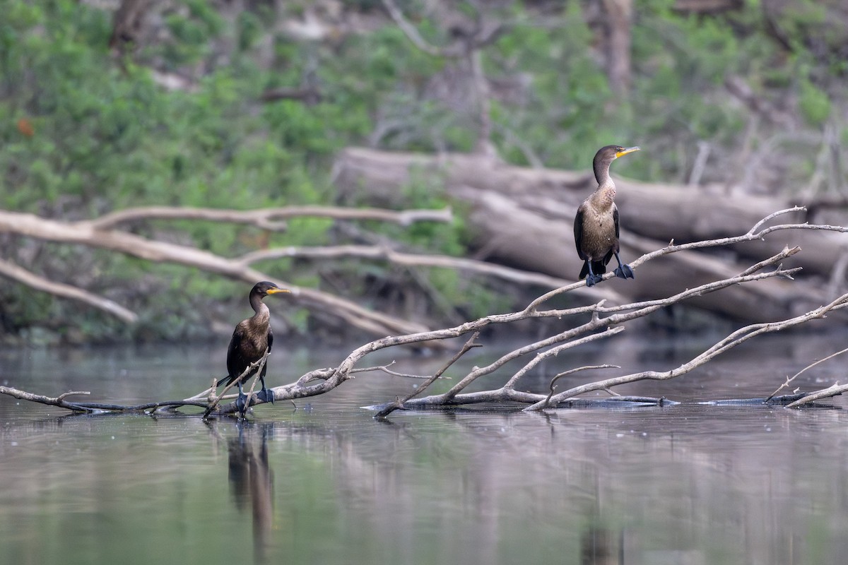 Cormoran à aigrettes - ML642140745