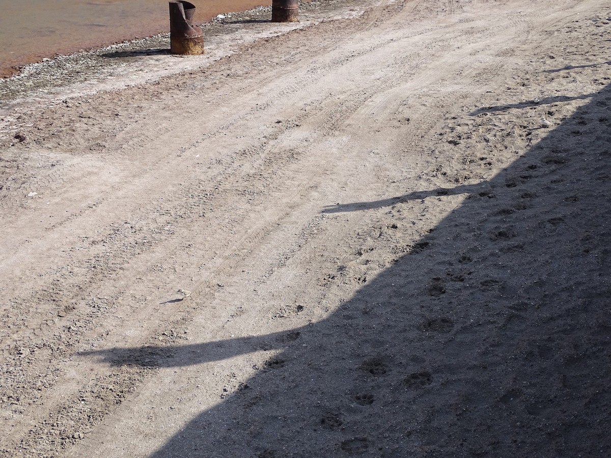 Snowy Plover - ML642140746