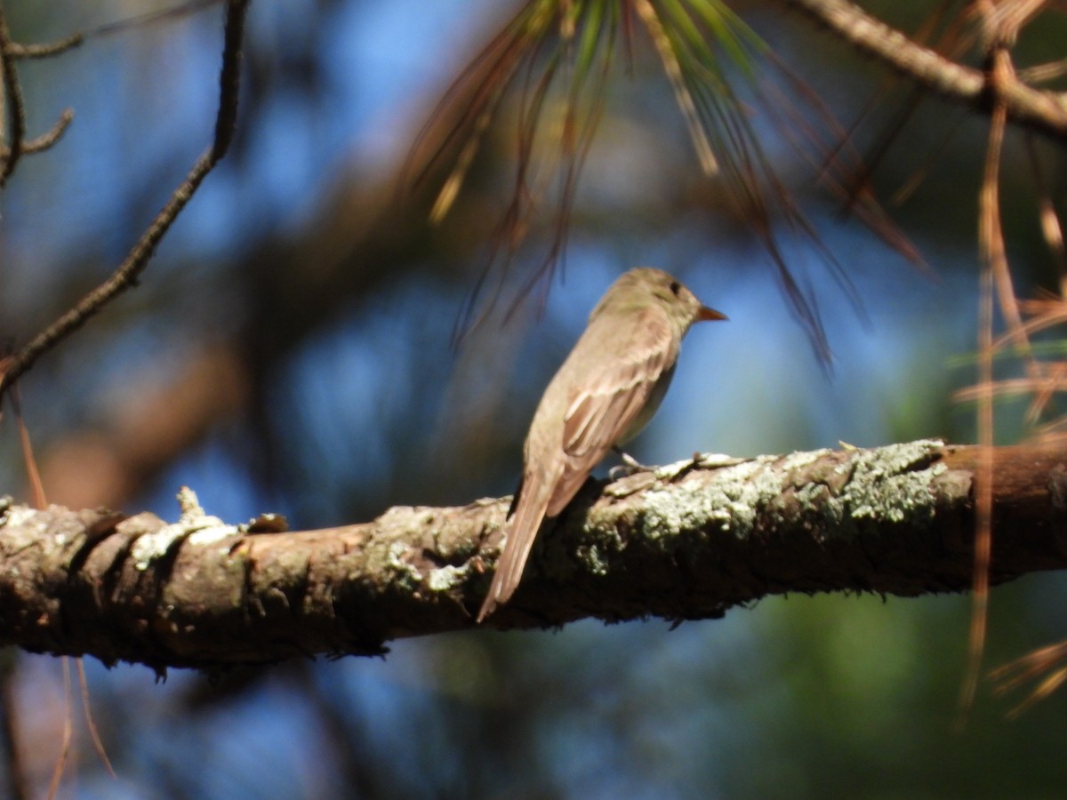 Eastern Wood-Pewee - ML642140748