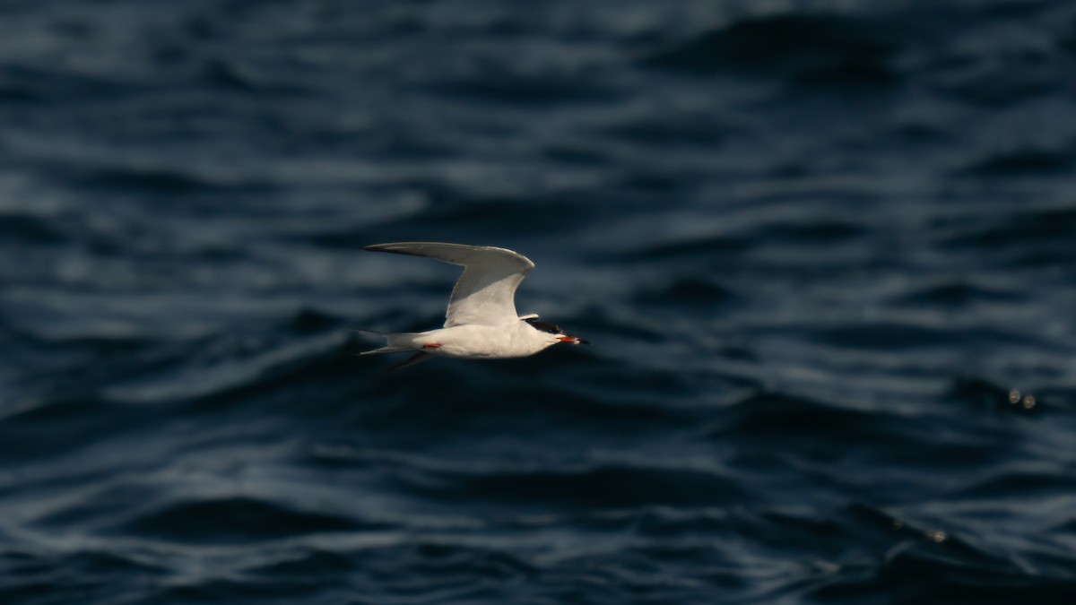 Common Tern - ML642140775