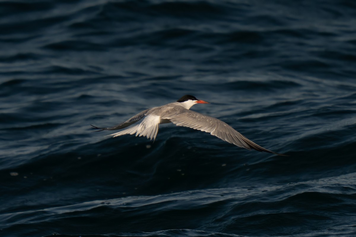 Common Tern - ML642140776