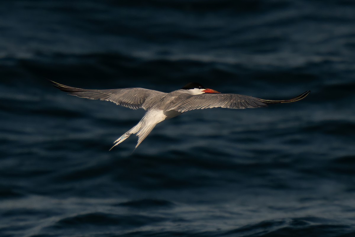 Common Tern - ML642140777