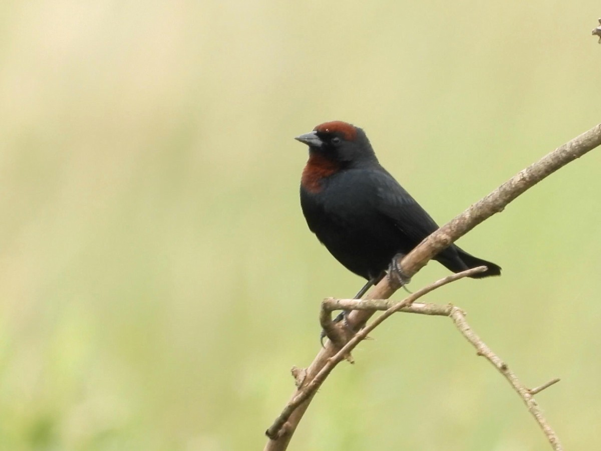 Chestnut-capped Blackbird - ML642140899