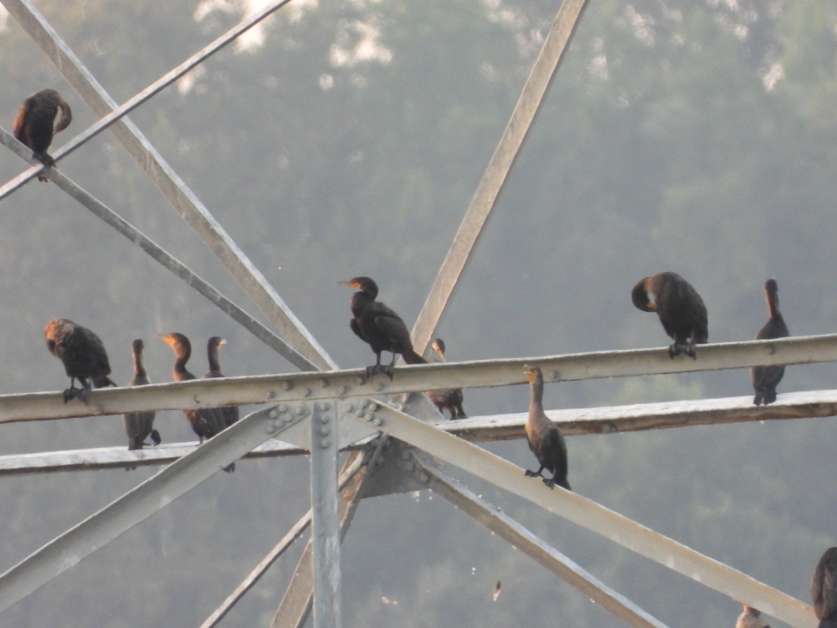 Cormoran à aigrettes - ML642140944