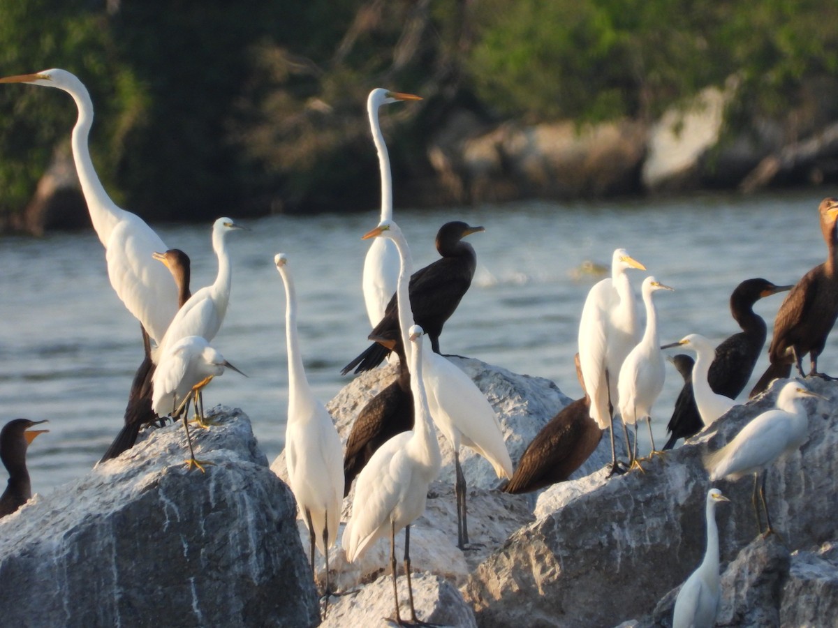 Cormoran à aigrettes - ML642140945