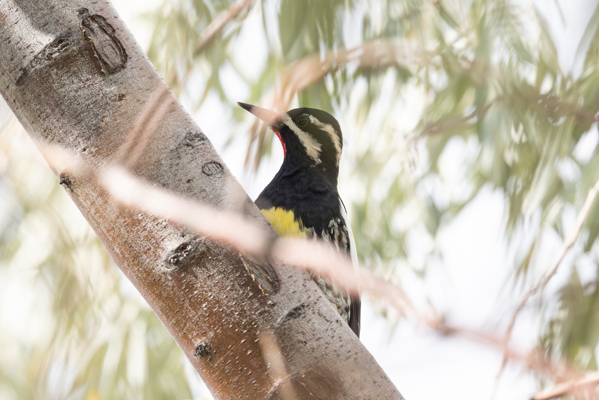 Williamson's Sapsucker - ML642140950