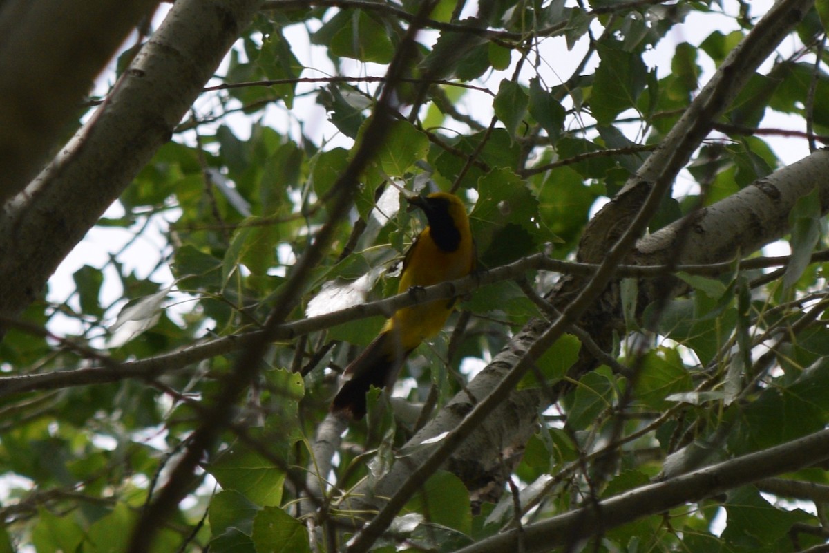 Hooded Oriole (nelsoni Group) - ML642140965