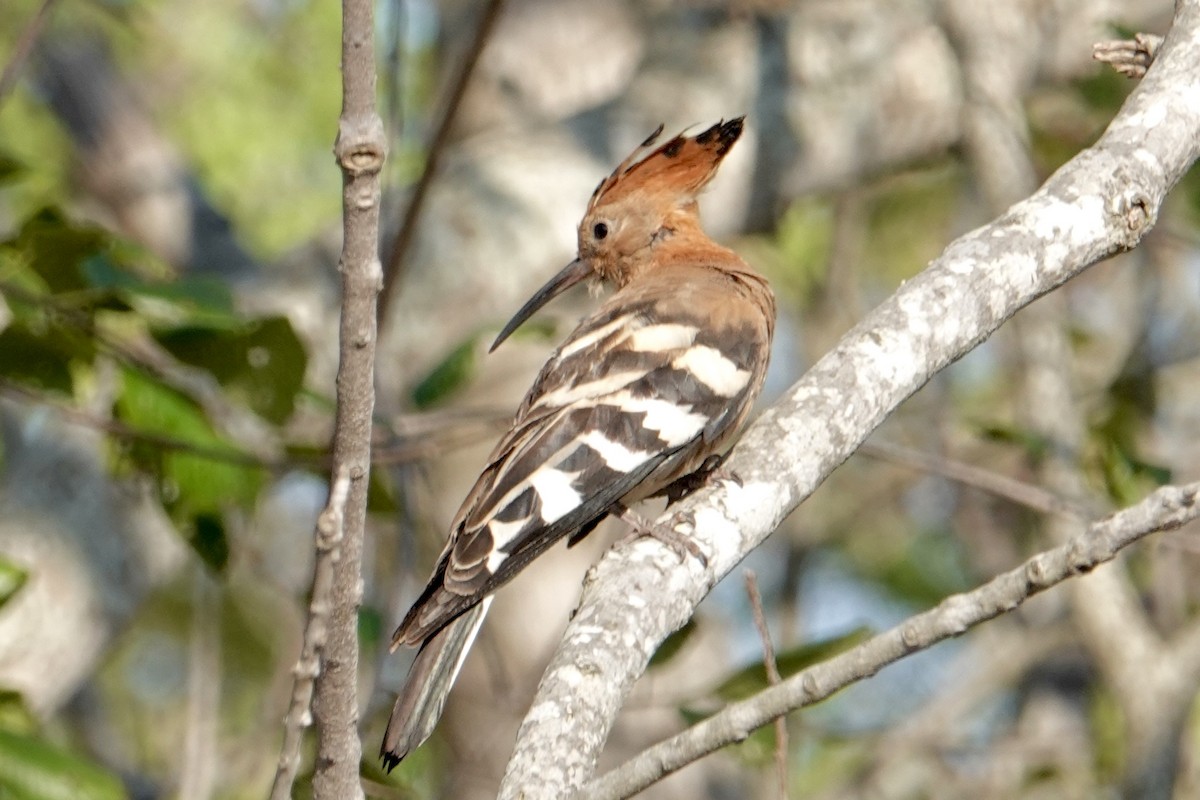 Eurasian Hoopoe (African) - ML642140967