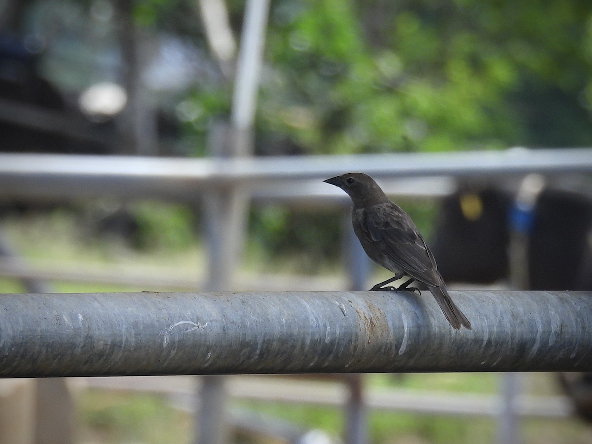 Shiny Cowbird - ML642140983
