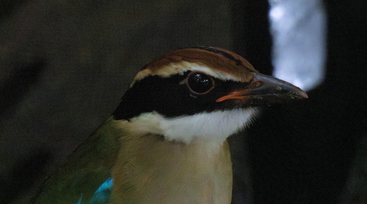 Fairy Pitta - ML642140992