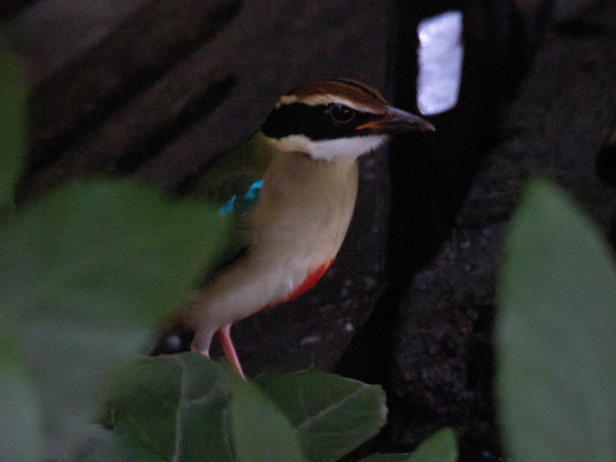 Fairy Pitta - ML642140993