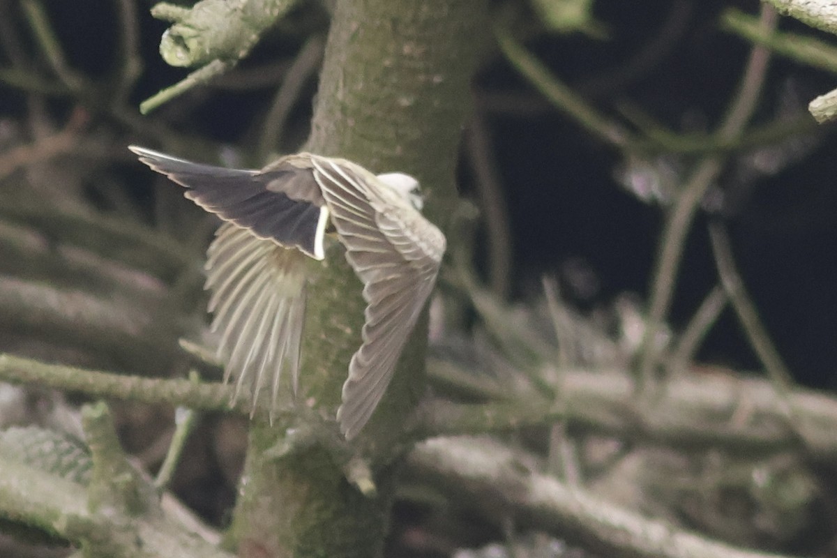 Western Kingbird - ML642141002