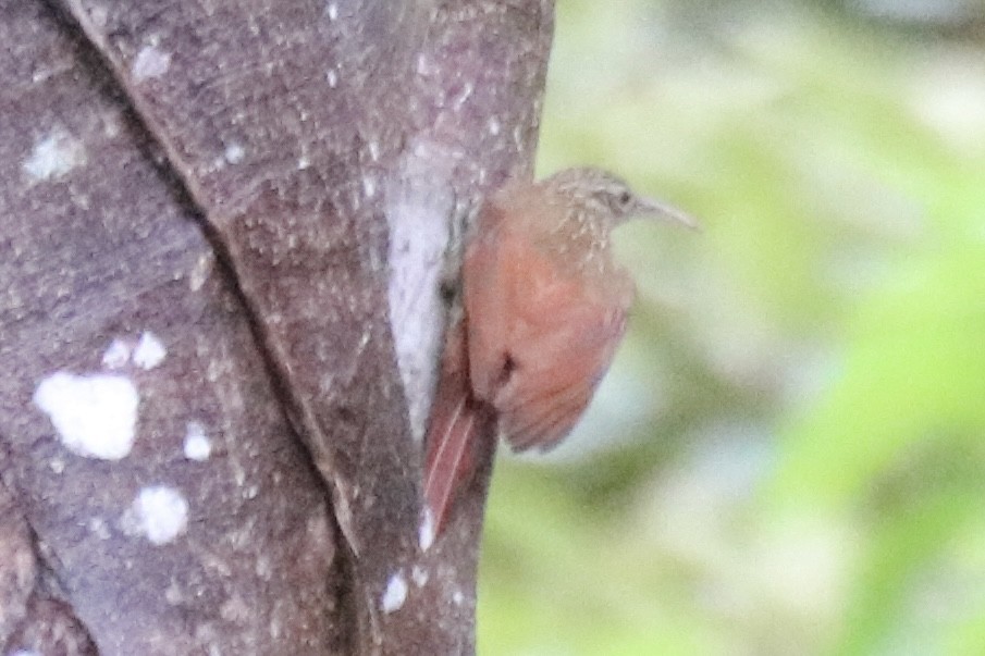 Streak-headed Woodcreeper - ML642141003