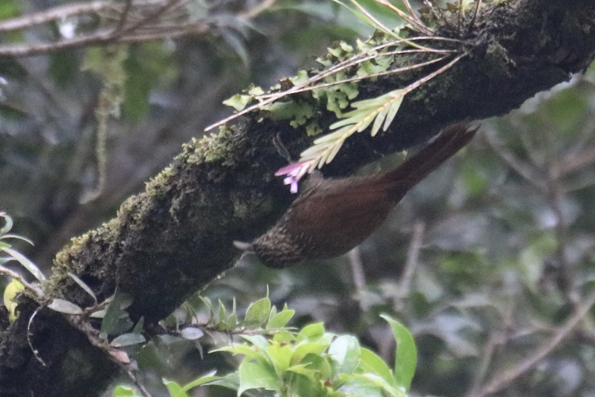 Streak-headed Woodcreeper - ML642141004
