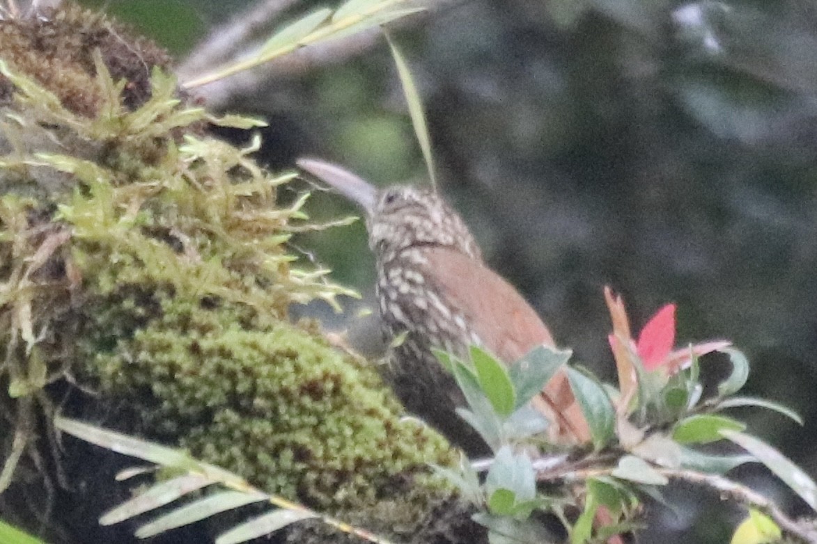 Streak-headed Woodcreeper - ML642141005