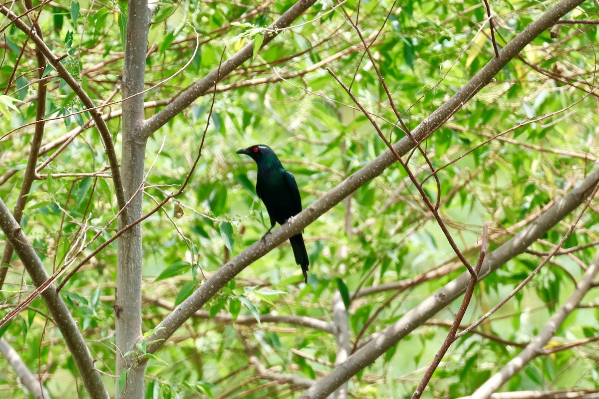 Metallic Starling - ML642141016
