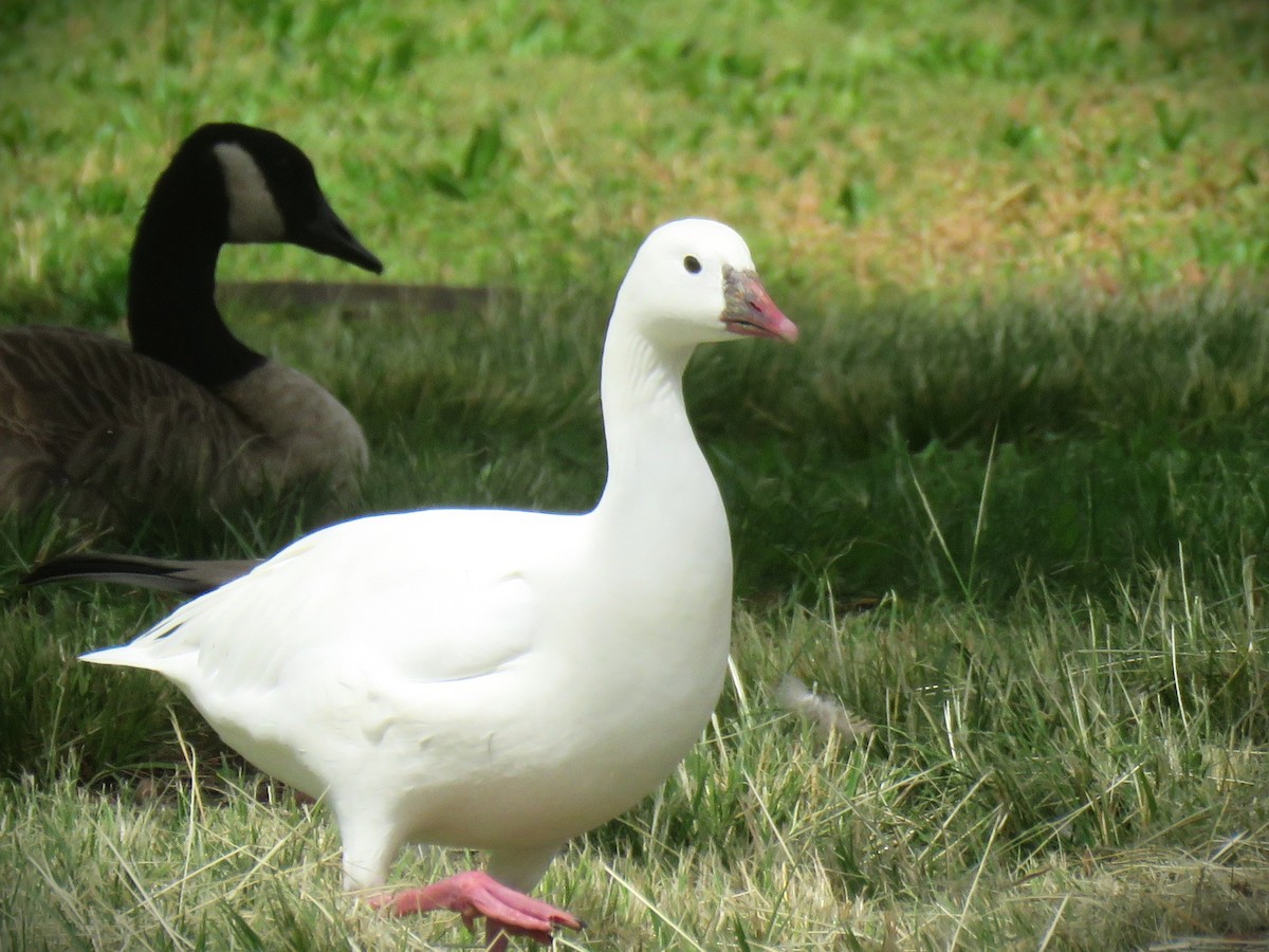 Snow/Ross's Goose - ML642141043