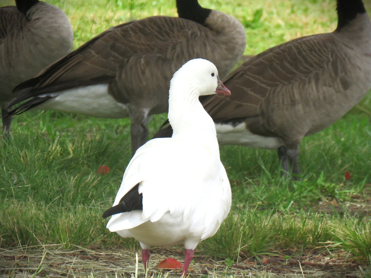 Snow/Ross's Goose - ML642141046