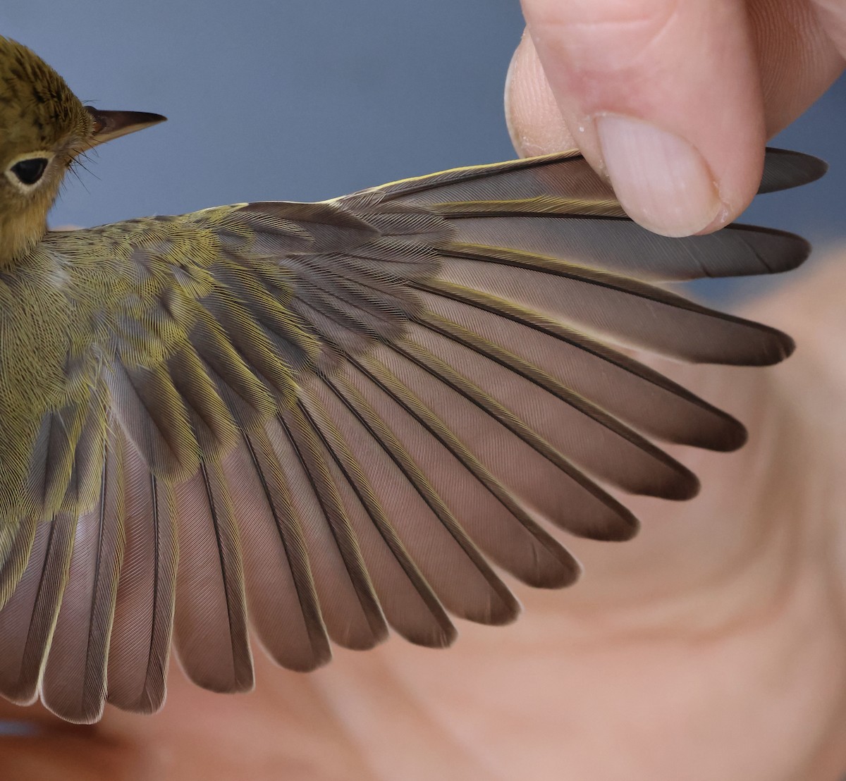 Yellow Warbler - ML642141055
