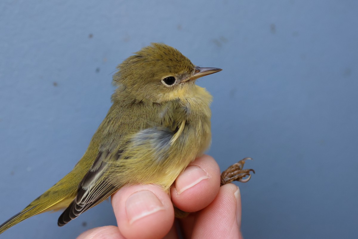 Yellow Warbler - ML642141056