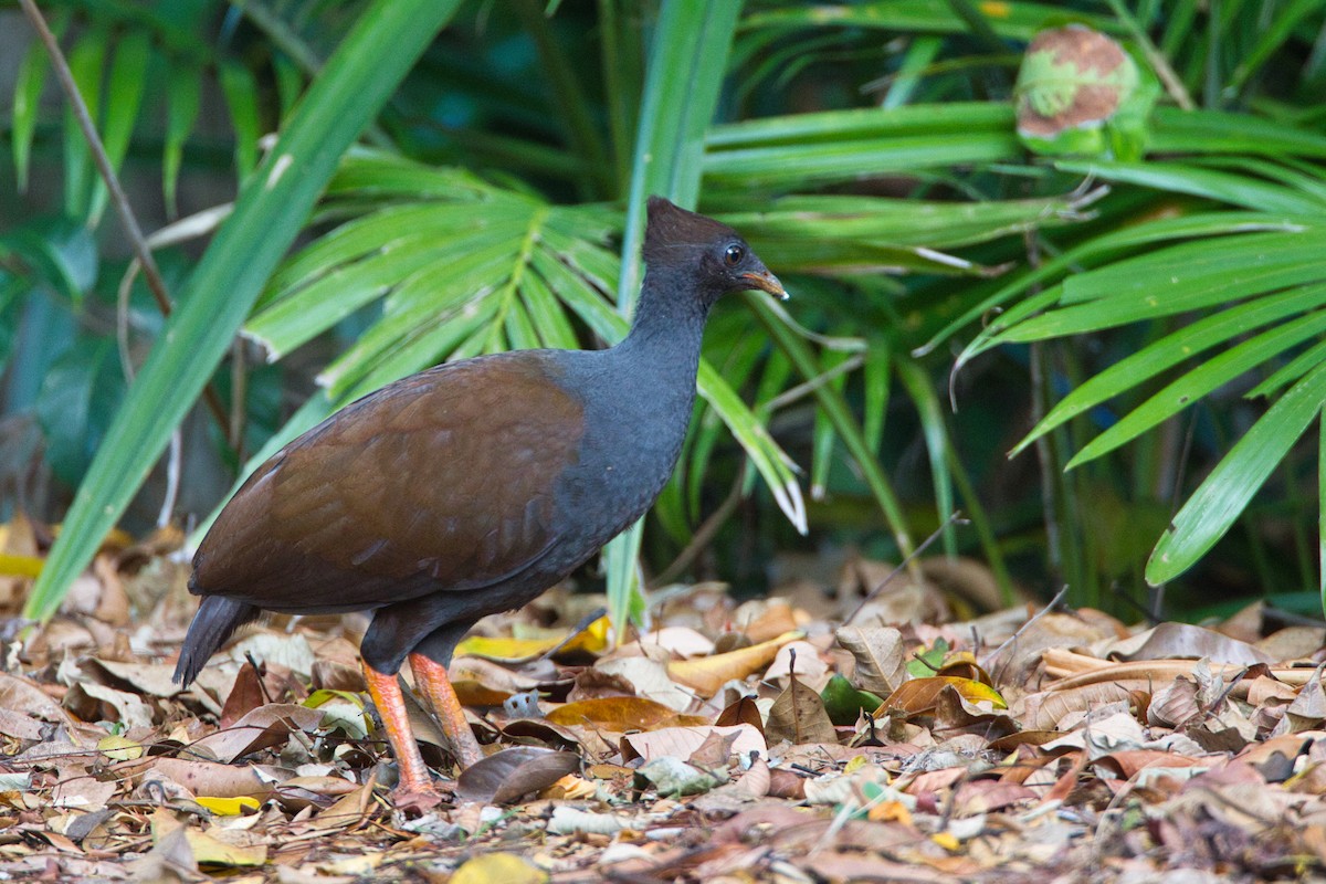 Orange-footed Megapode - ML642141086