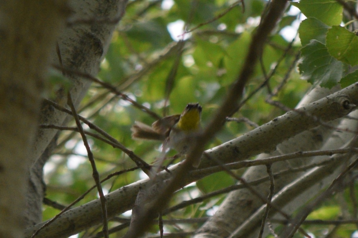 Rufous-capped Warbler - ML642141087