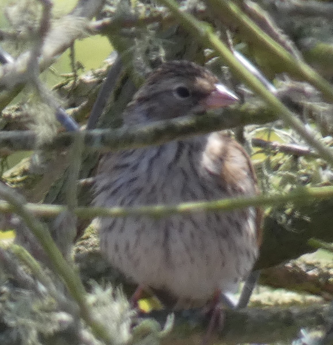 Chipping Sparrow - ML642141095