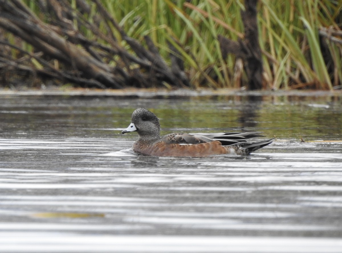 American Wigeon - ML642141104