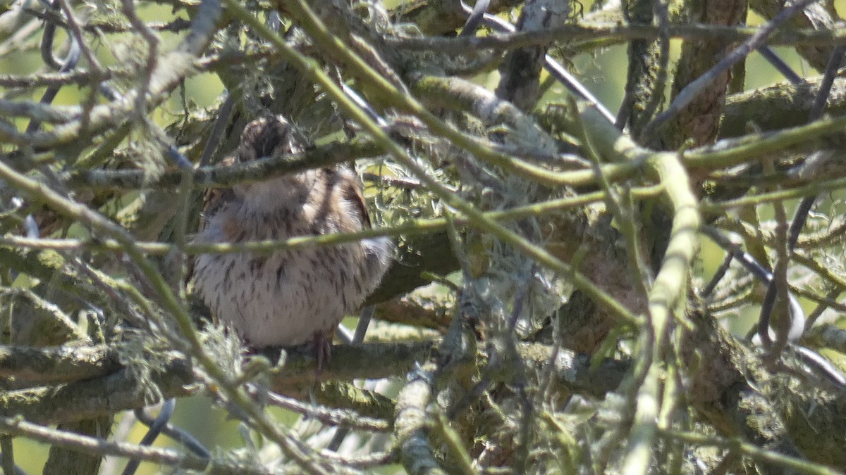 Chipping Sparrow - ML642141105