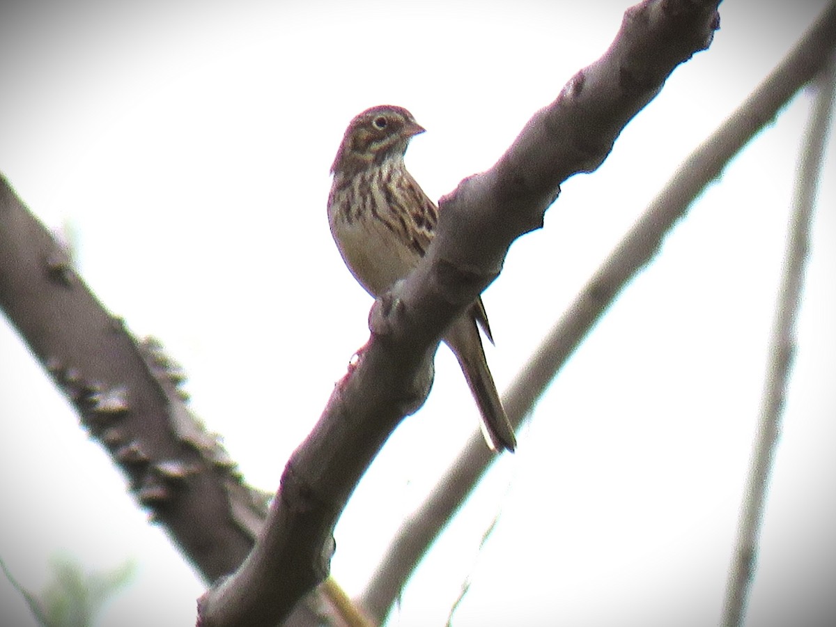 Vesper Sparrow - ML642141107