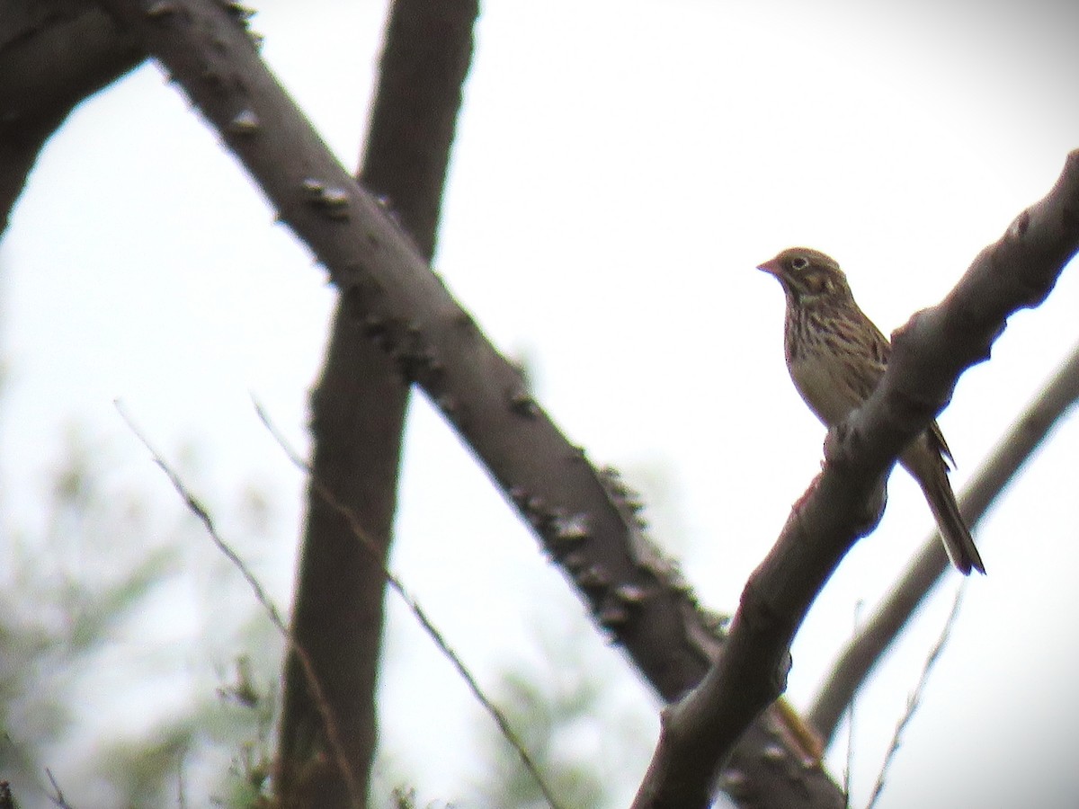 Vesper Sparrow - ML642141133