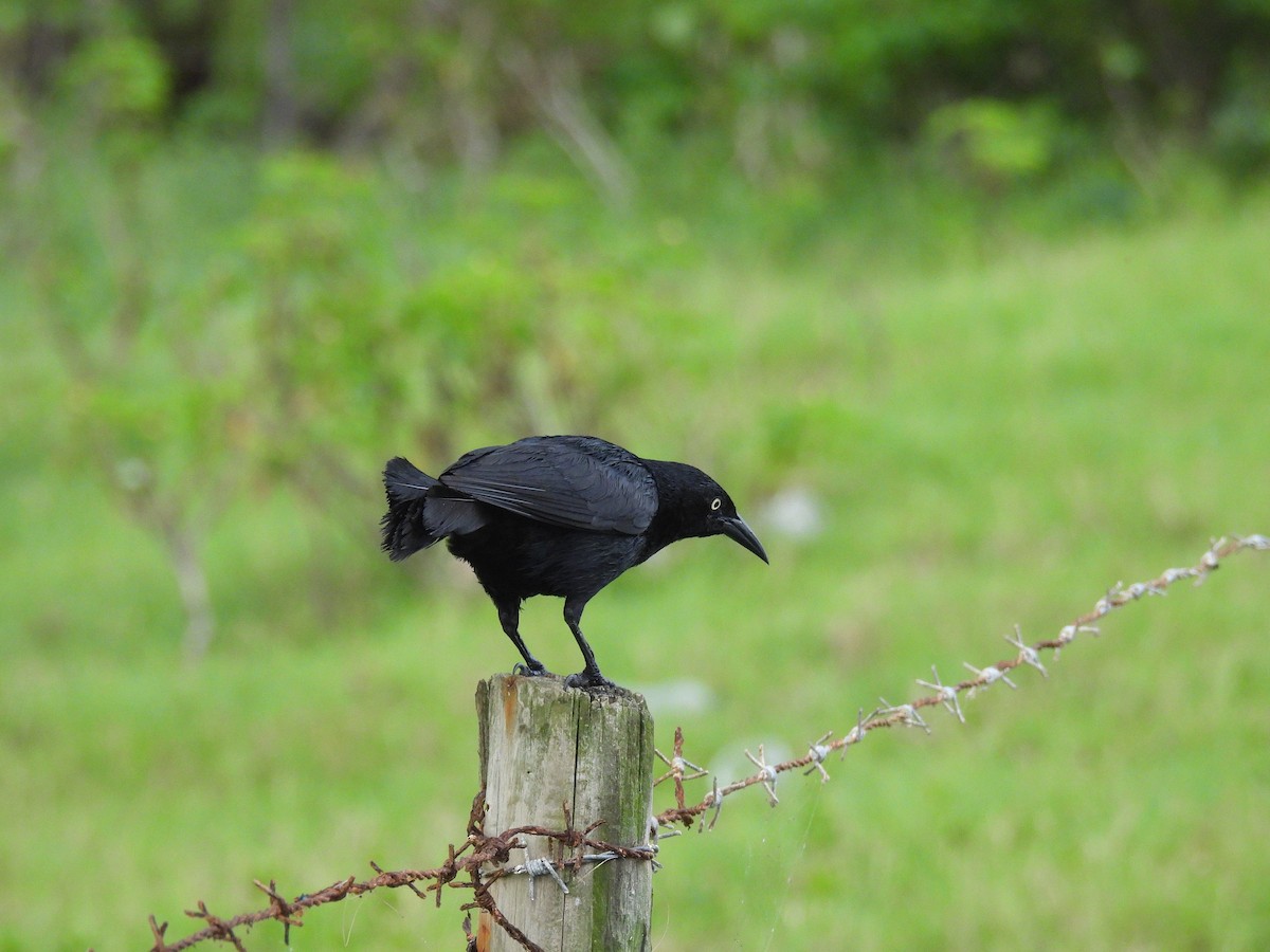 Greater Antillean Grackle - ML642141145